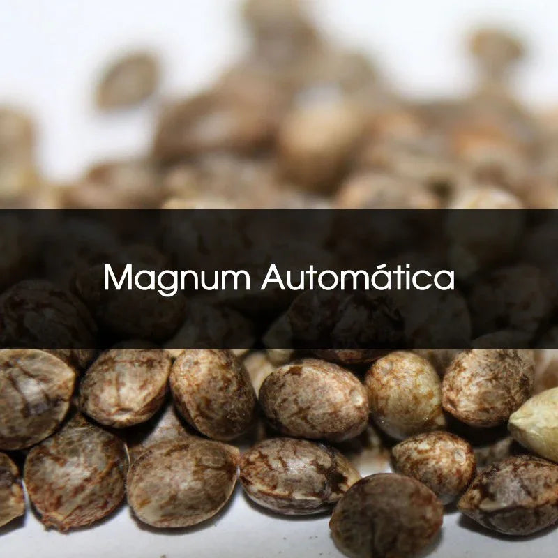 Semillas Magnum Automática a granel, enfoque cercano, semillas para cultivo indoor