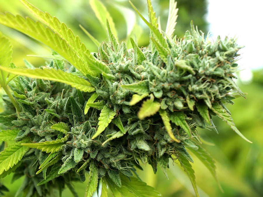 Mango Og Auto 3 Semillas Humboldt Seeds