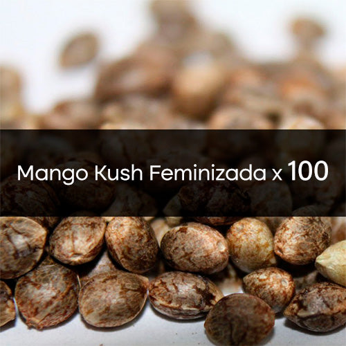 Mango Kush Feminizada A Granel 100 Unidades