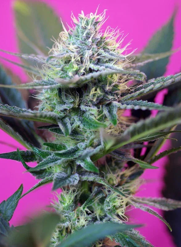 Mas Speed Auto 3+1 Semillas Sweet Seeds