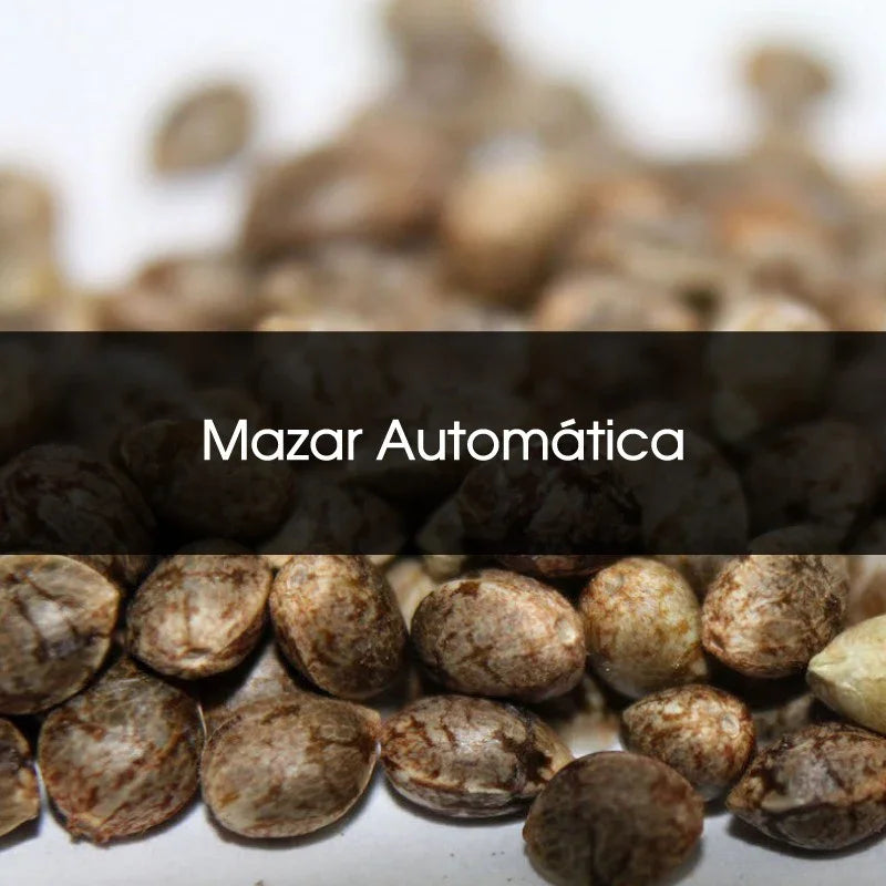 Semillas Mazar Automática a granel, ideales para cultivo indoor en Chile