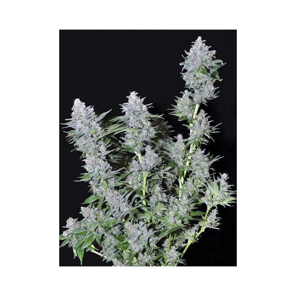 Planta de cannabis con cogollos resinosos y hojas verdes sobre fondo negro