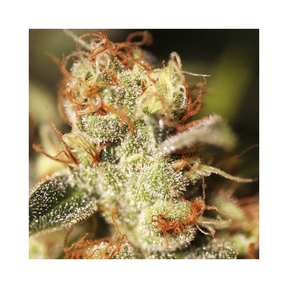 Primer plano de cogollo de planta con tricomas y pistilos naranjas, fotografía de cultivo indoor.