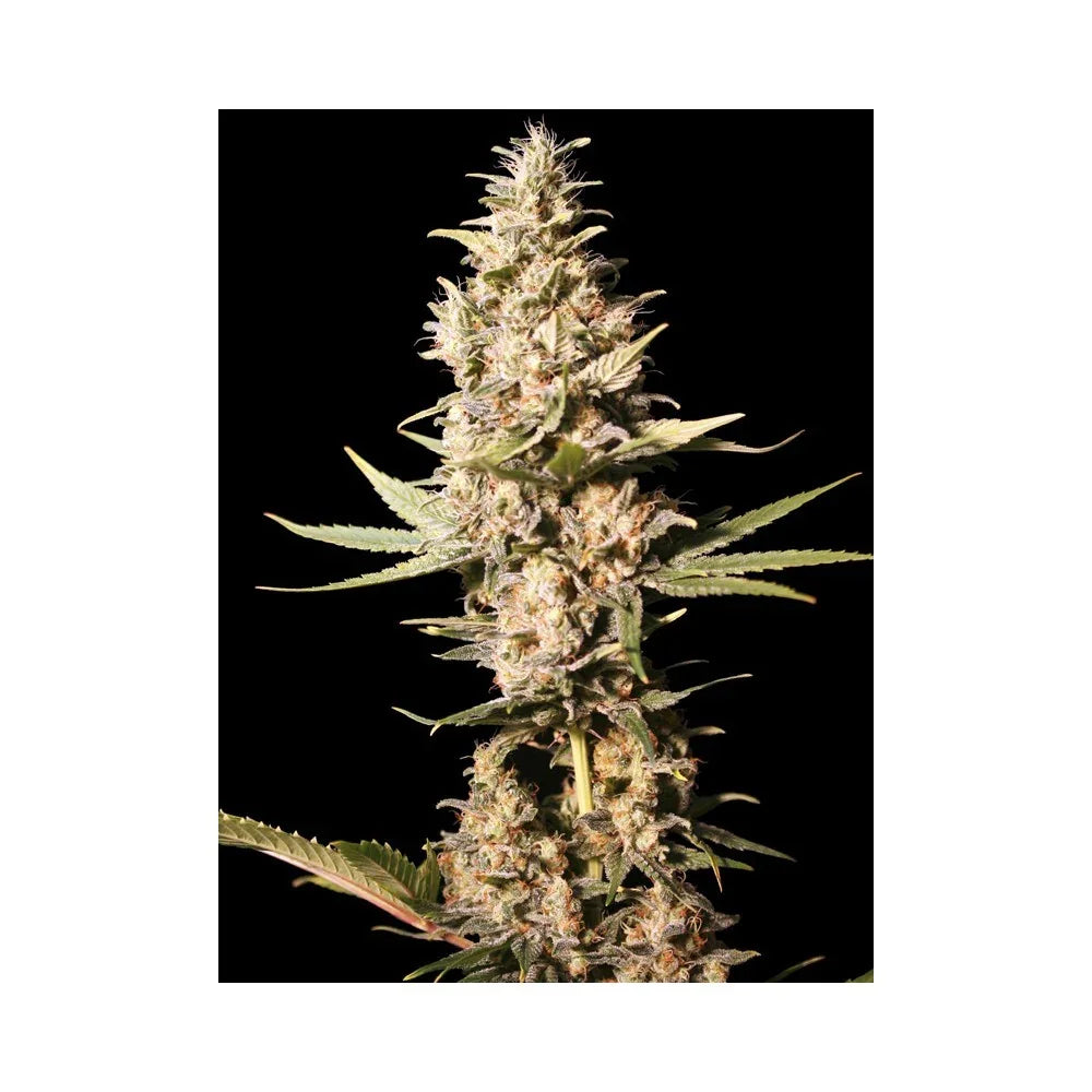 Planta de cannabis en floración con cogollos resinosos sobre fondo negro