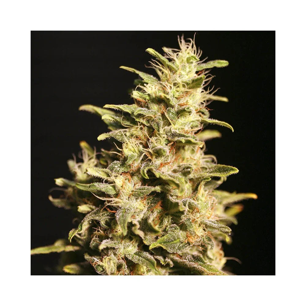 Cogollo de planta de semillas feminizadas, tricomas visibles, fondo negro, cultivo indoor