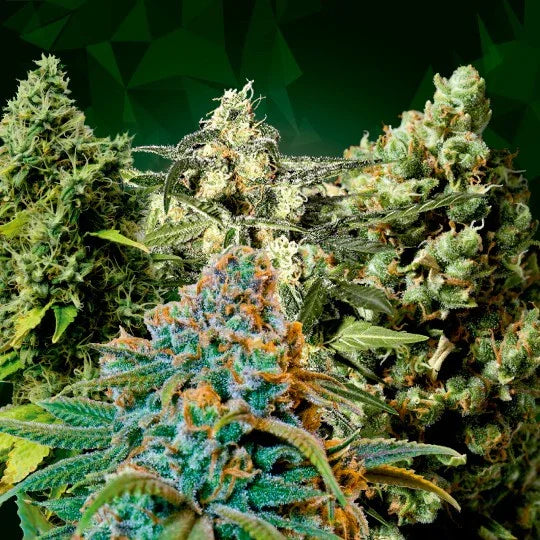 Mix de plantas de semillas autoflorecientes variadas con cogollos resinosos en fondo verde