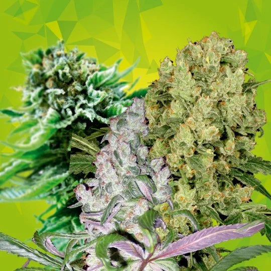 Tres cogollos de plantas feminizadas autoflorecientes de diferentes variedades sobre fondo verde