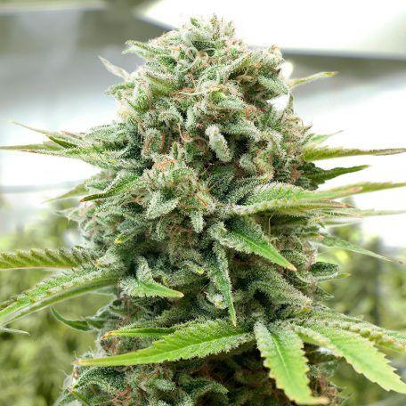 Cogollo de planta de cannabis Moby D cubierto de resina en cultivo indoor, hojas verdes y tricomas visibles.