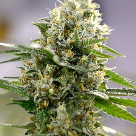 Planta autofloreciente con cogollos grandes y resinosos, hojas verdes y tricomas visibles.
