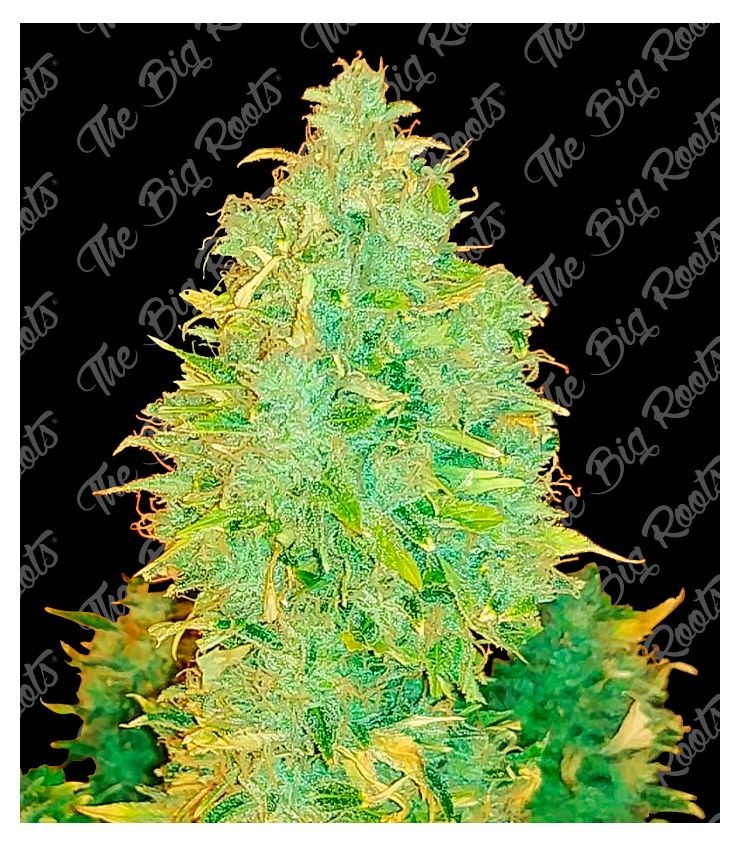 Moby Dick 3+2 The Big Roots