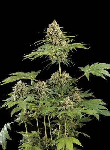 Planta de cannabis Moby Dick con cogollos grandes, fondo negro, semillas feminizadas