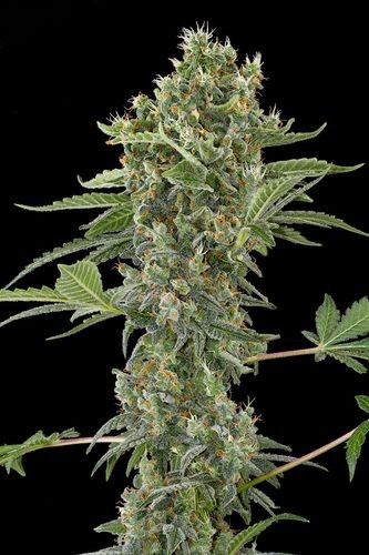 Moby Dick Auto 5 Semillas Black Code Seeds
