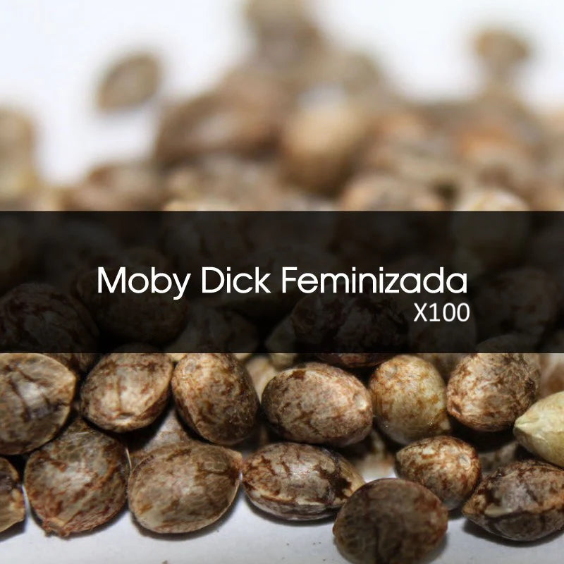 Moby Dick Feminizada A Granel 100 Unidades