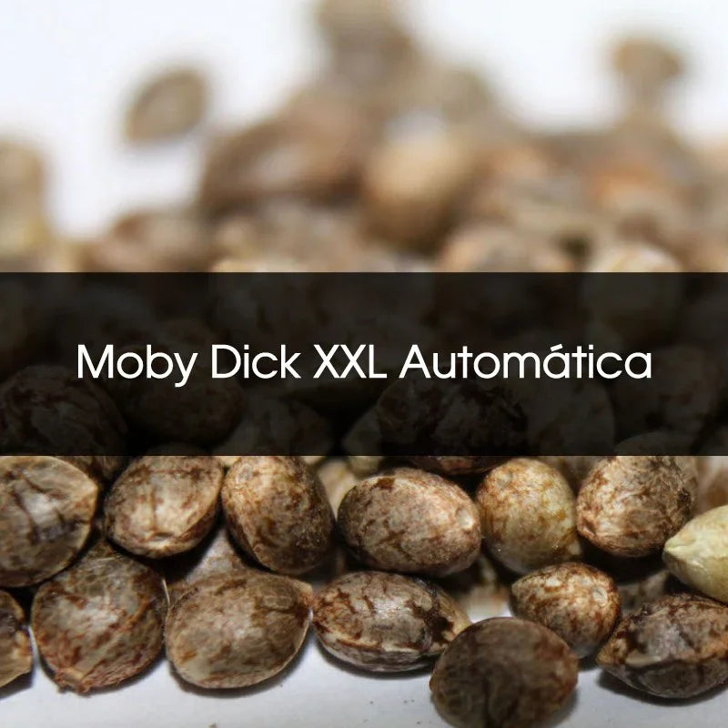 Semillas Moby Dick XXL Automática a granel para cultivo indoor