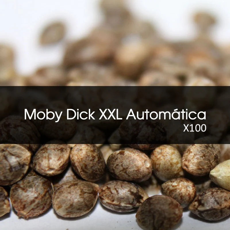 Moby Dick Xxl Automatica A Granel 100 Unidades