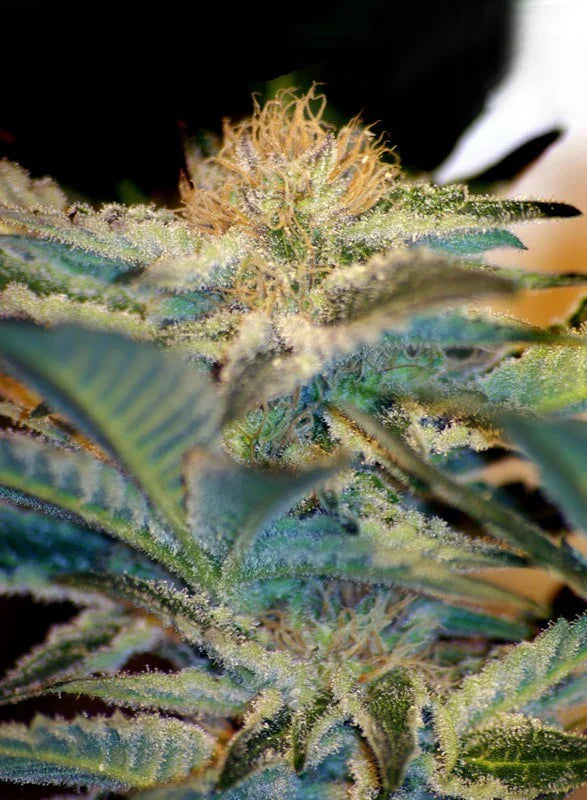 Moham Ram 3+1 Semillas Sweet Seeds