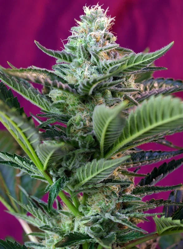 Moham Ram Auto 3+1 Semillas Sweet Seeds