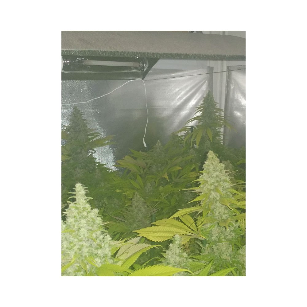 Monster 3+1 Semillas Eva Seeds