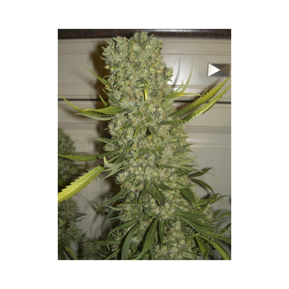 Monster 3+1 Semillas Eva Seeds