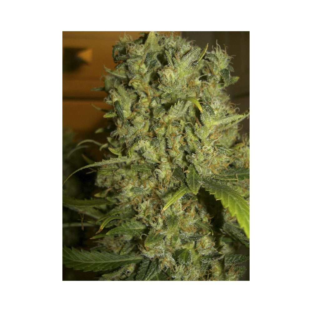 Monster 3+1 Semillas Eva Seeds