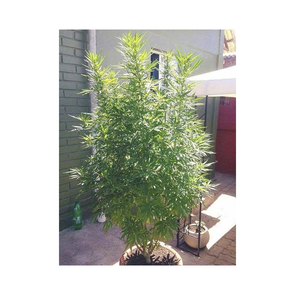 Monster 3+1 Semillas Eva Seeds