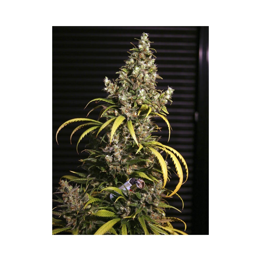 Monster 3+1 Semillas Eva Seeds