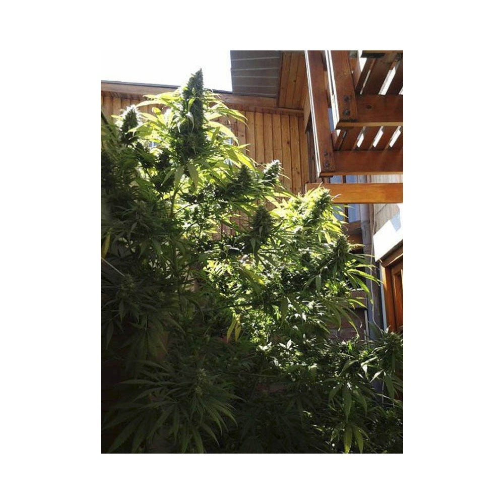 Monster 3+1 Semillas Eva Seeds