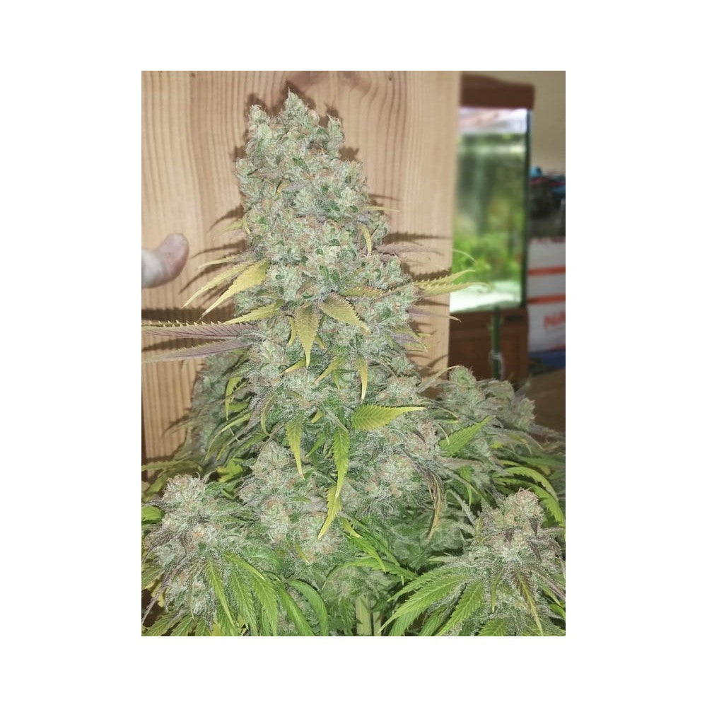 Monster 3+1 Semillas Eva Seeds