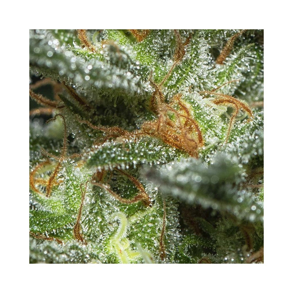 Monster 3+1 Semillas Eva Seeds