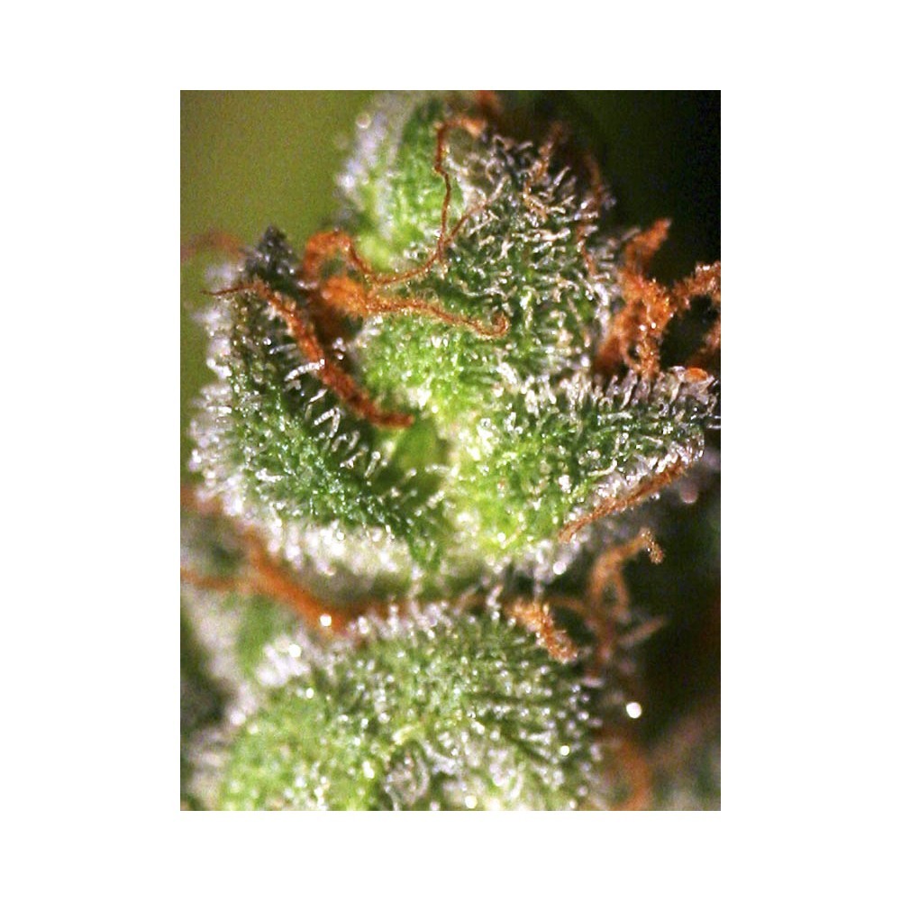Monster 3+1 Semillas Eva Seeds