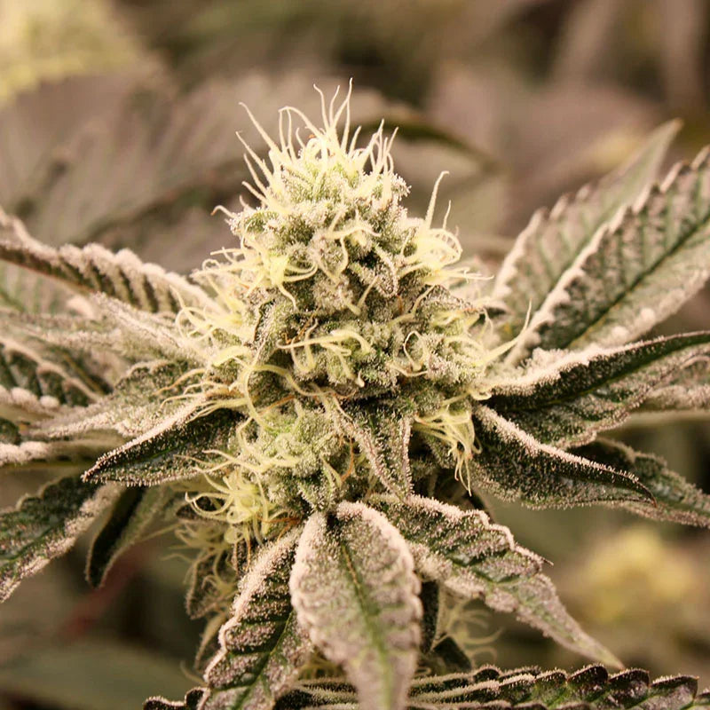 Mouth Wash 3 Semillas Humboldt Seeds