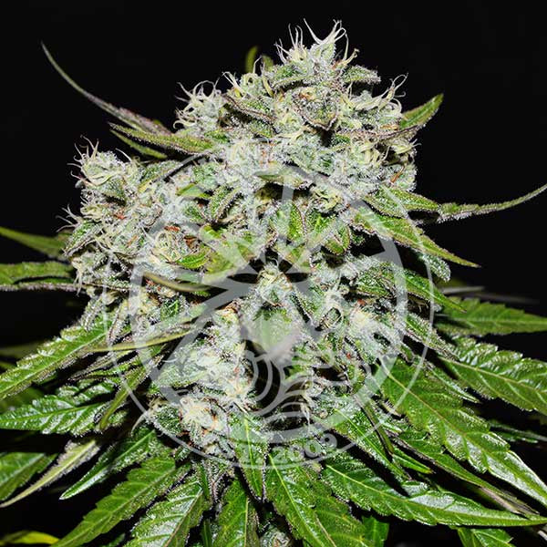 neville-s-rose-auto