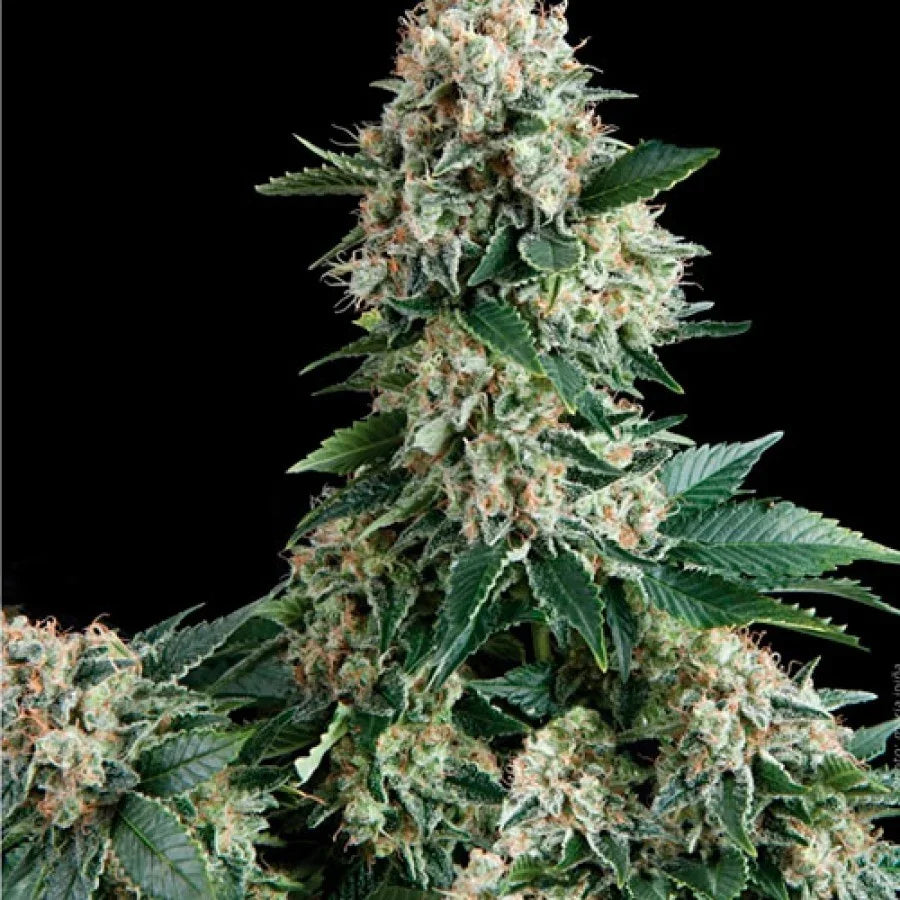 Planta de cannabis New York City con cogollos densos y hojas verdes sobre fondo negro