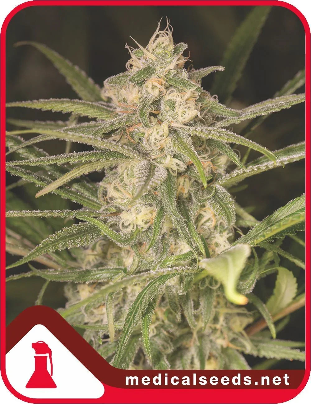 Flor resinosa de planta, semillas, tricomas visibles y hojas verdes en primer plano.
