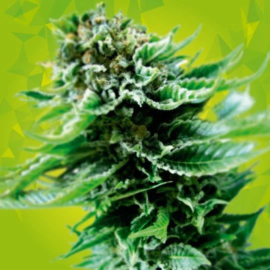 Planta de cogollo denso con hojas verdes y fondo verde, semillas para cultivo indoor