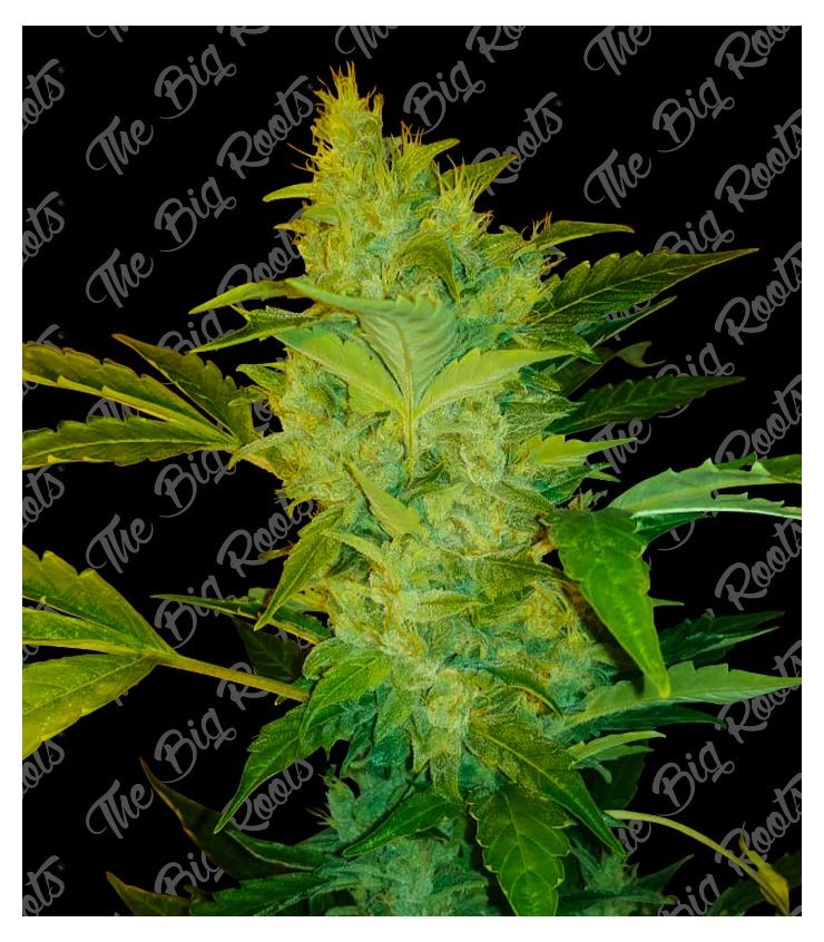 Northern Light Auto 3+2 The Big Roots