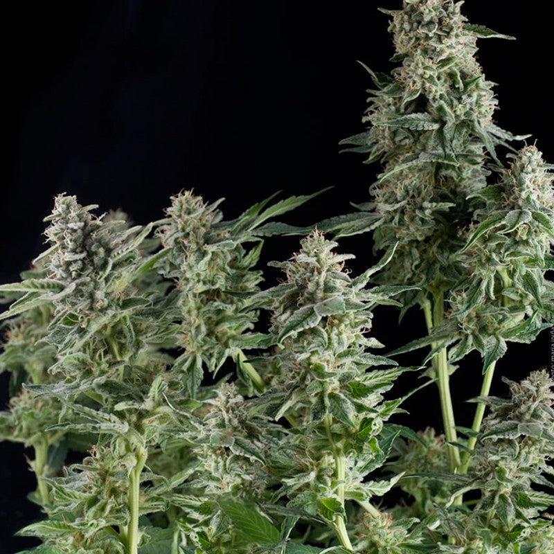 Northern Lights 3 + 1 Semilla Pyramid Seeds