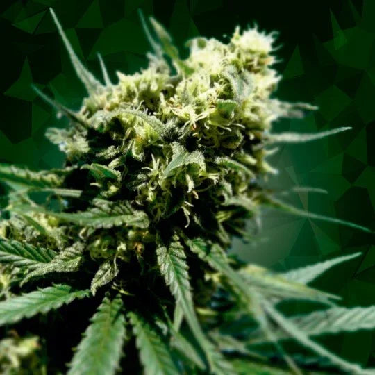 Planta de cannabis Northern Lights en floración, cogollos resinosos y hojas verdes sobre fondo oscuro