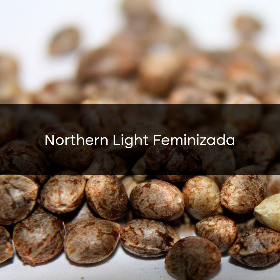 Northern Lights Feminizada a Granel 10 Unidades