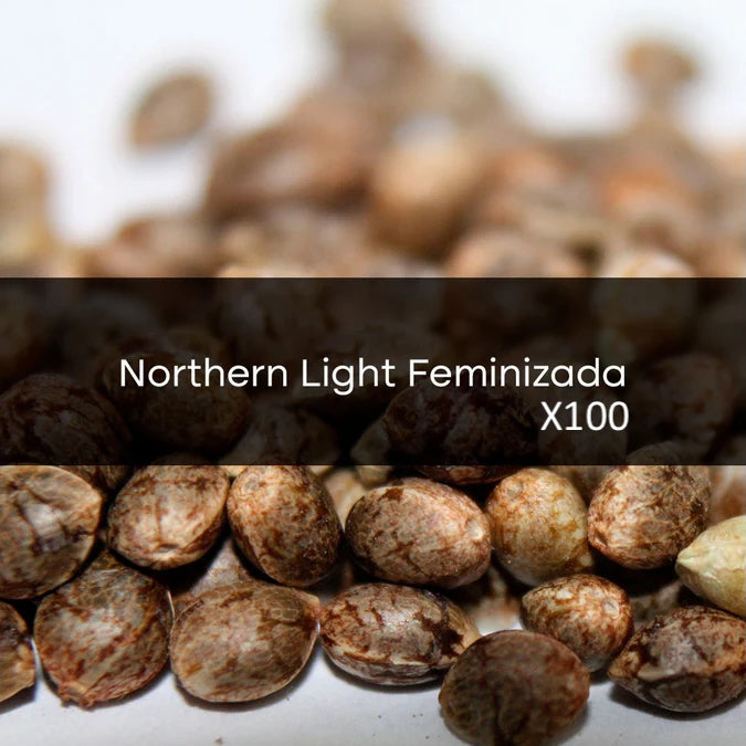 Northern Lights Feminizada a Granel 100 Unidades