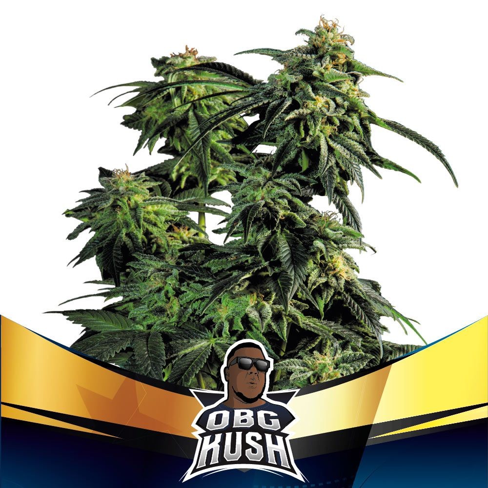 OBG Kush Fast Version 7 Semillas BSF Seeds