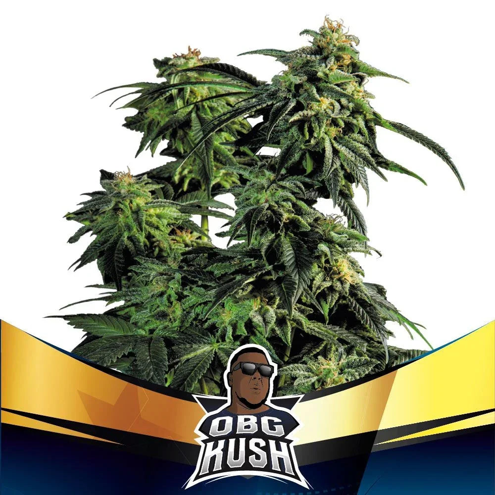Planta de cannabis OBG Kush con cogollos compactos y hojas verdes, fondo blanco.