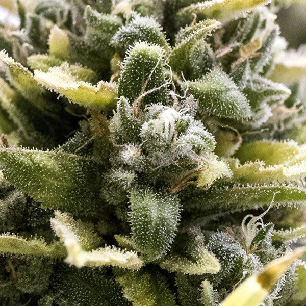 Og Kush Auto 3 Semillas Humboldt Seeds