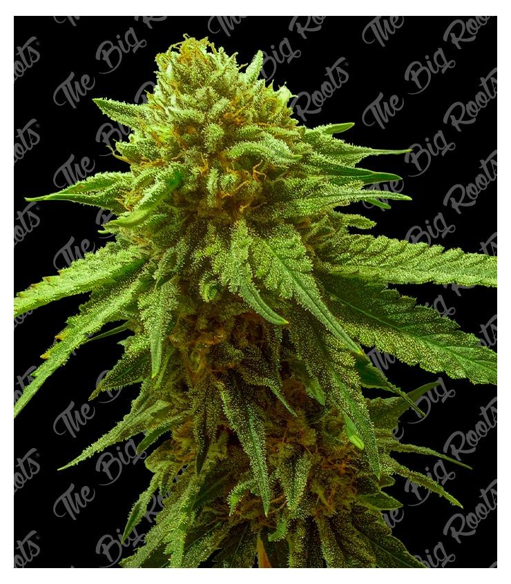 Og Kush Auto 3+2 The Big Roots