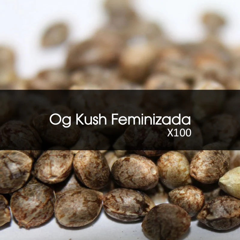 Og Kush Feminizada A Granel 100 Unidades