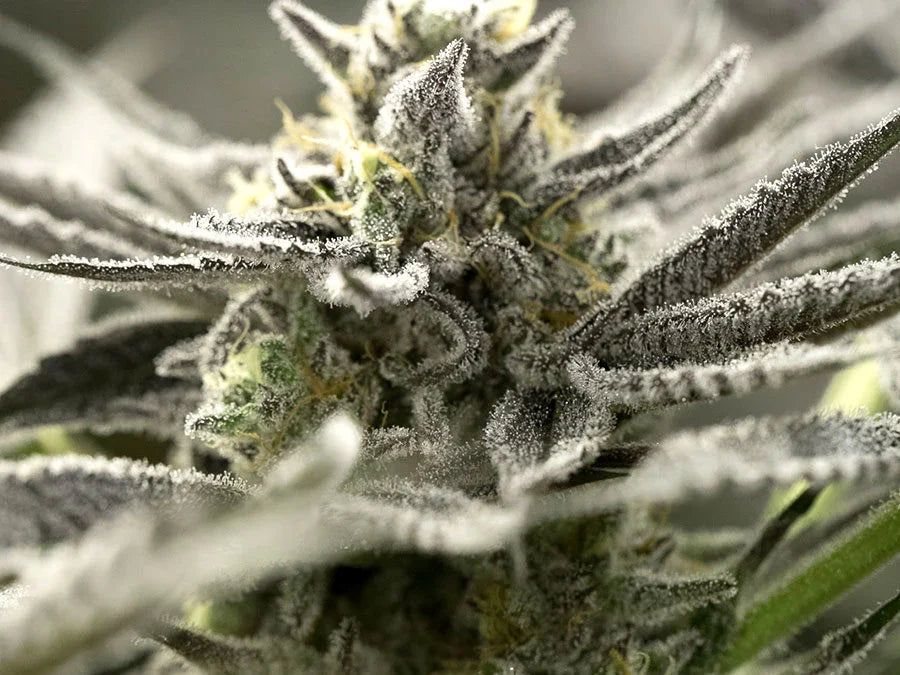 OGKZ Auto 3 Semillas Humboldt Seeds