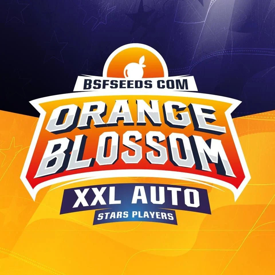Etiqueta de semillas Orange Blossom XXL Auto con fondo naranja y púrpura, texto destacado y logotipo.