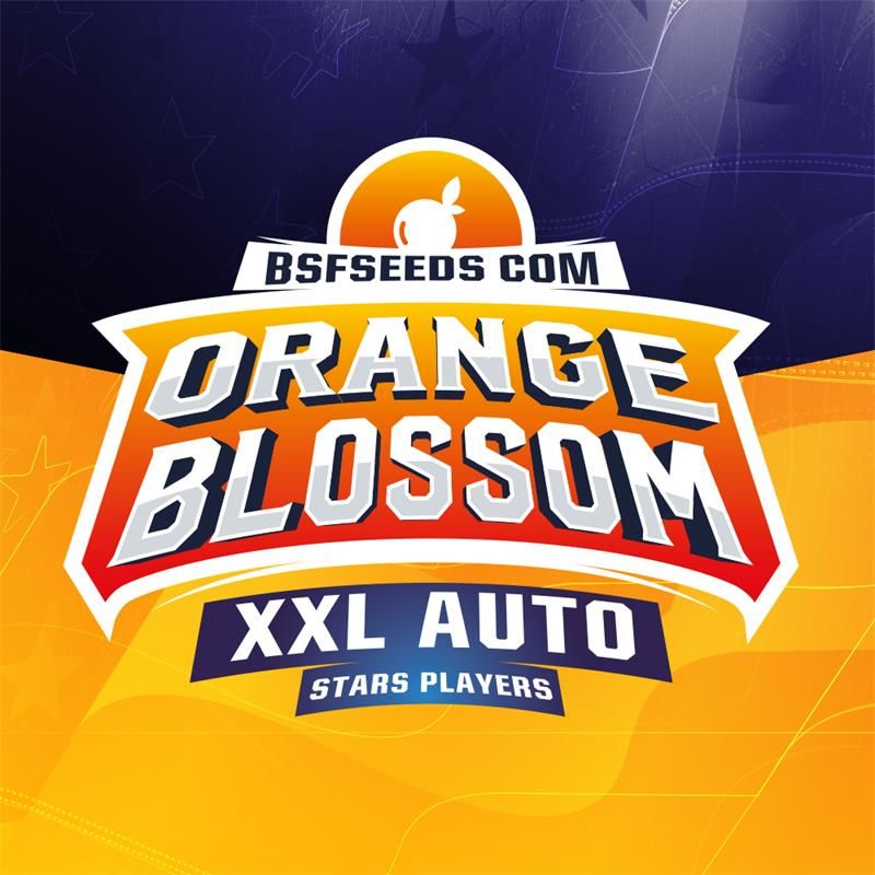 Orange Blossom XXL auto 4 semillas BSF Seeds