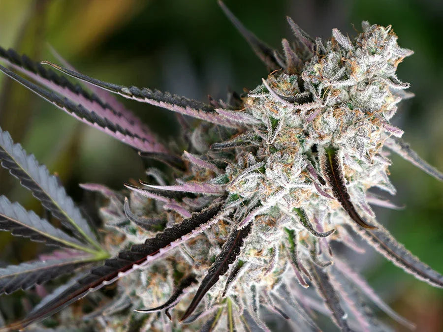 Peanut Butter Breath Fast Flowering 3 Semillas Humboldt Seeds