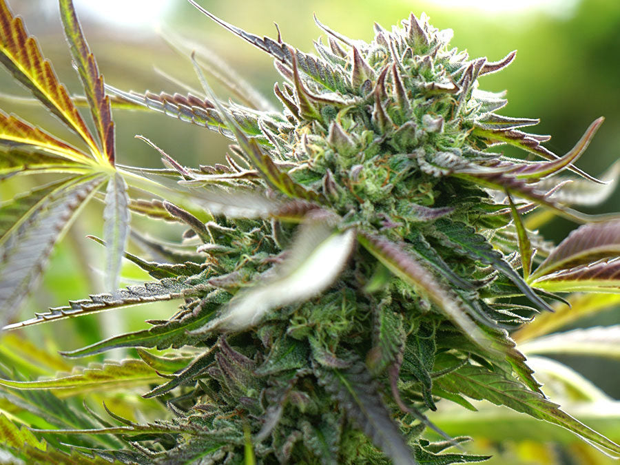 Pineapple Chem Auto 3 Semillas Humboldt Seeds